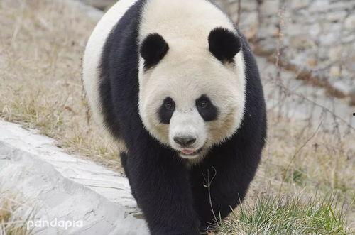 林冰最新爆料熊猫是哪一期,揭秘熊猫传奇，哪一期节目带你走进国宝世界？  第1张
