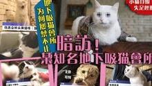 饼干大人爆料视频大全集,揭秘幕后真相与精彩瞬间  第1张