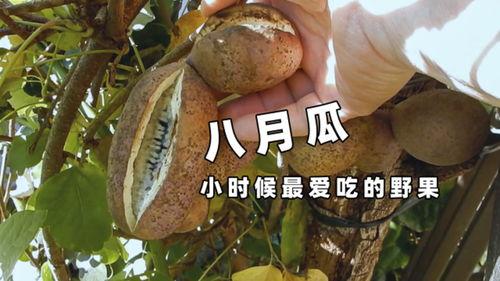 姐姐吃八月瓜视频大全免费观看  第1张