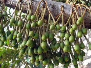 邹平榴莲价格最新爆料,揭秘市场动态与消费者关注焦点  第3张