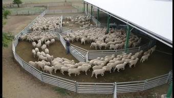 羊圈真实爆料视频大全,真实事件背后的惊人真相 第2张 羊圈真实爆料视频大全,真实事件背后的惊人真相 第2张