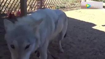 羊圈真实爆料视频大全,真实事件背后的惊人真相 第3张 羊圈真实爆料视频大全,真实事件背后的惊人真相 第3张