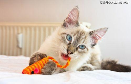 猫猫玩具最新爆料,萌宠必备，趣味无限！  第2张
