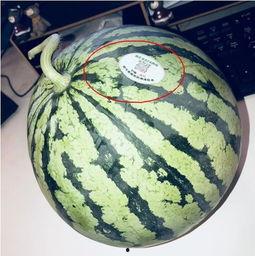 吃瓜网红图片头像高清,揭秘吃瓜网红高清头像背后的魅力  第2张