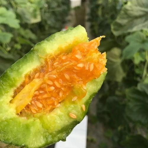 吃瓜网红图片头像高清,揭秘吃瓜网红高清头像背后的魅力  第3张