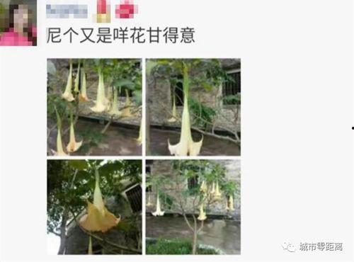 最新植物爆料,绿色奇迹与生命奥秘