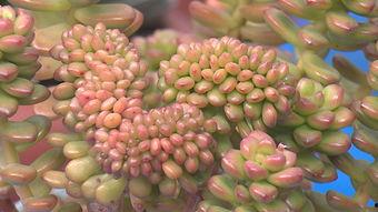 最新植物爆料,绿色奇迹与生命奥秘  第3张