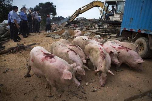 网友爆料猪场事件视频播放,网友直击养殖场惊人内幕