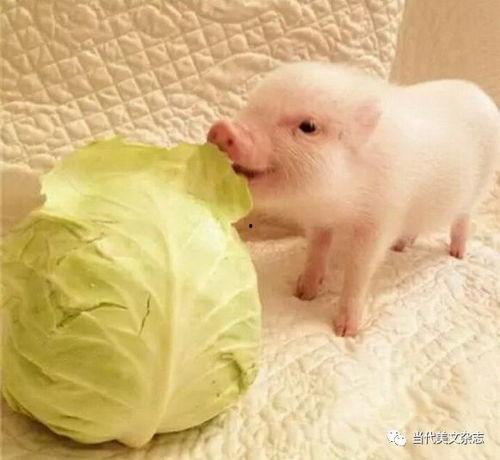 小猪崽子爆料视频大全最新,揭秘娱乐圈幕后真相  第2张