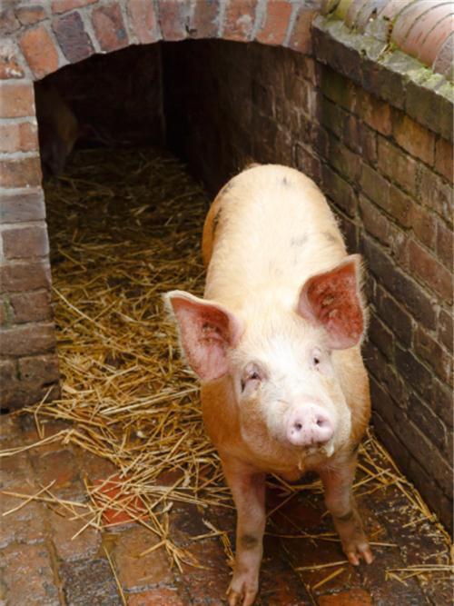 小猪崽子爆料视频大全最新,揭秘娱乐圈幕后真相  第3张