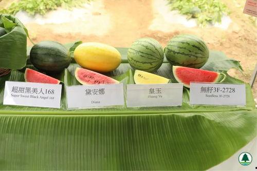 五一免费吃瓜官网,免费瓜果盛宴等你来享！  第1张