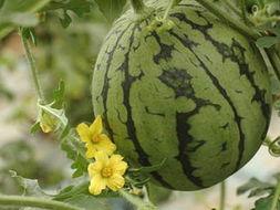 西瓜娱乐吃瓜,揭秘娱乐圈吃瓜群众的狂欢盛宴